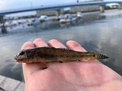 マハゼの釣果