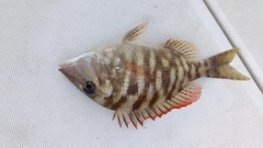 フエフキダイの釣果
