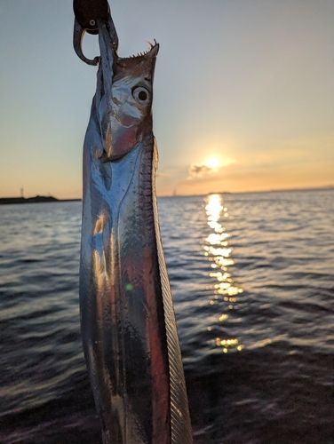 タチウオの釣果