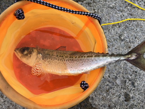 ゴマサバの釣果