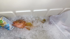 キジハタの釣果