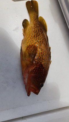 キジハタの釣果