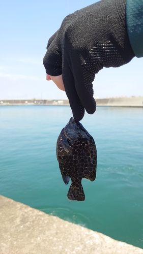 イシガキダイの釣果