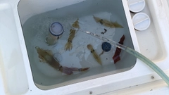ヤリイカの釣果