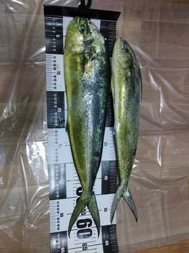 シイラの釣果