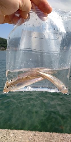 キスの釣果