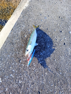 マサバの釣果