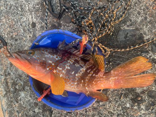 キジハタの釣果