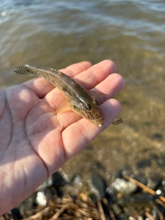 マハゼの釣果