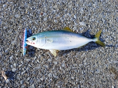 フクラギの釣果
