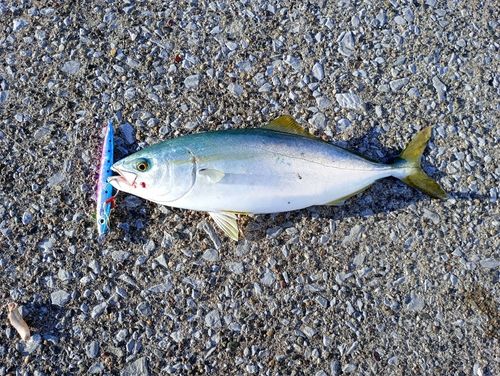 フクラギの釣果