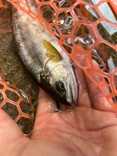 ヤマメの釣果