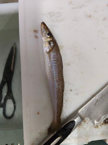 キスの釣果