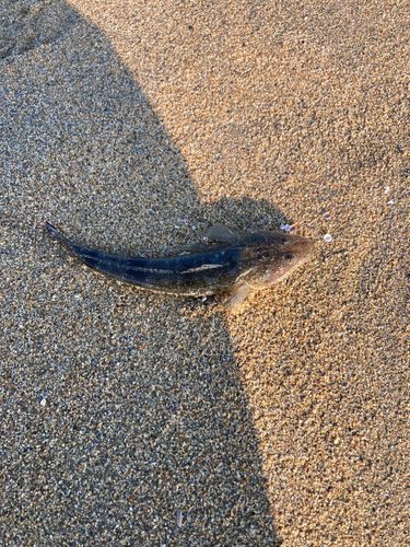 マゴチの釣果