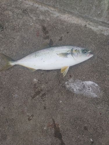ワカシの釣果