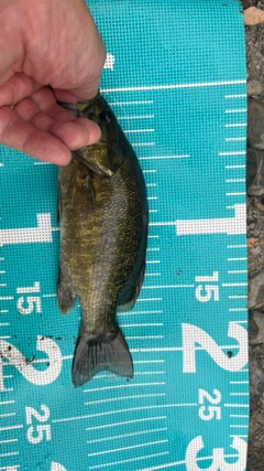 スモールマウスバスの釣果
