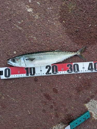 サバの釣果