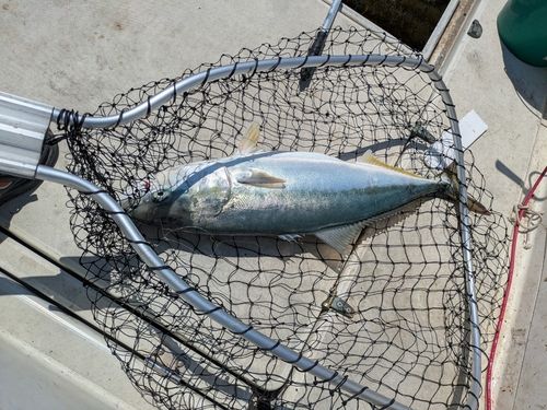 ブリの釣果