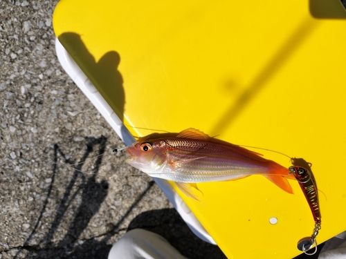 イトヨリダイの釣果