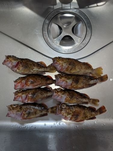 カサゴの釣果