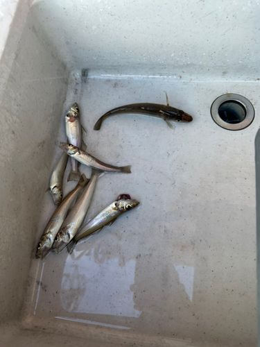 キスの釣果