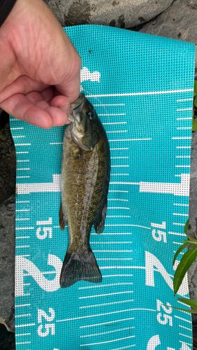 スモールマウスバスの釣果