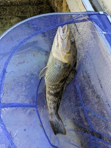 アイナメの釣果