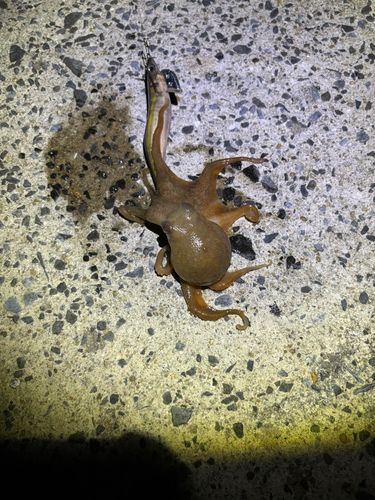 コウイカの釣果