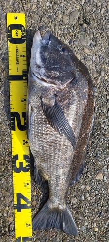 クロダイの釣果