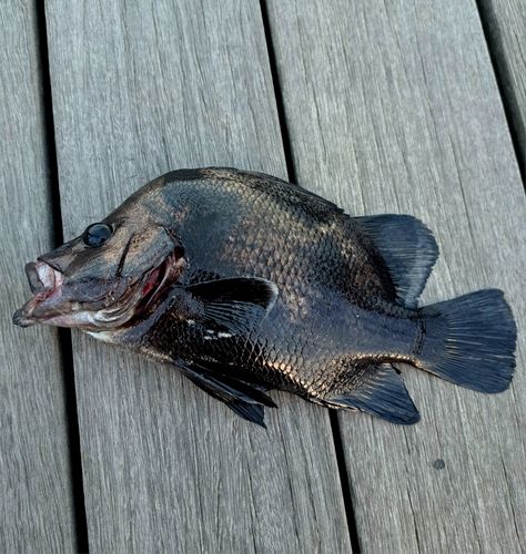 ヒゲダイの釣果