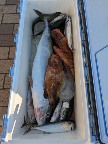 マアジの釣果