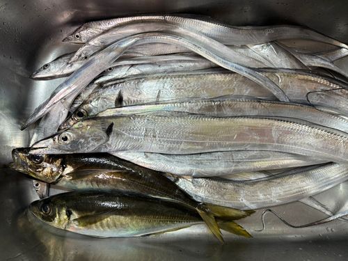 タチウオの釣果