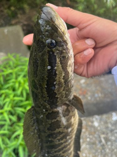 ライギョの釣果