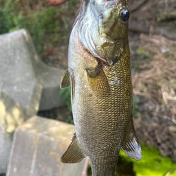 スモールマウスバス