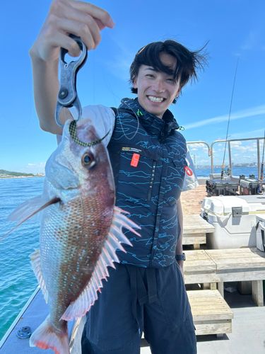 マダイの釣果
