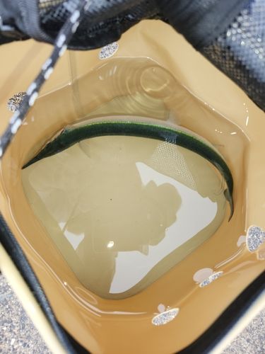 釣果