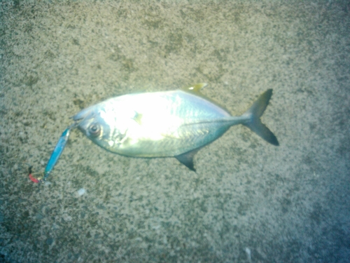 メッキの釣果