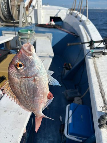 タイの釣果