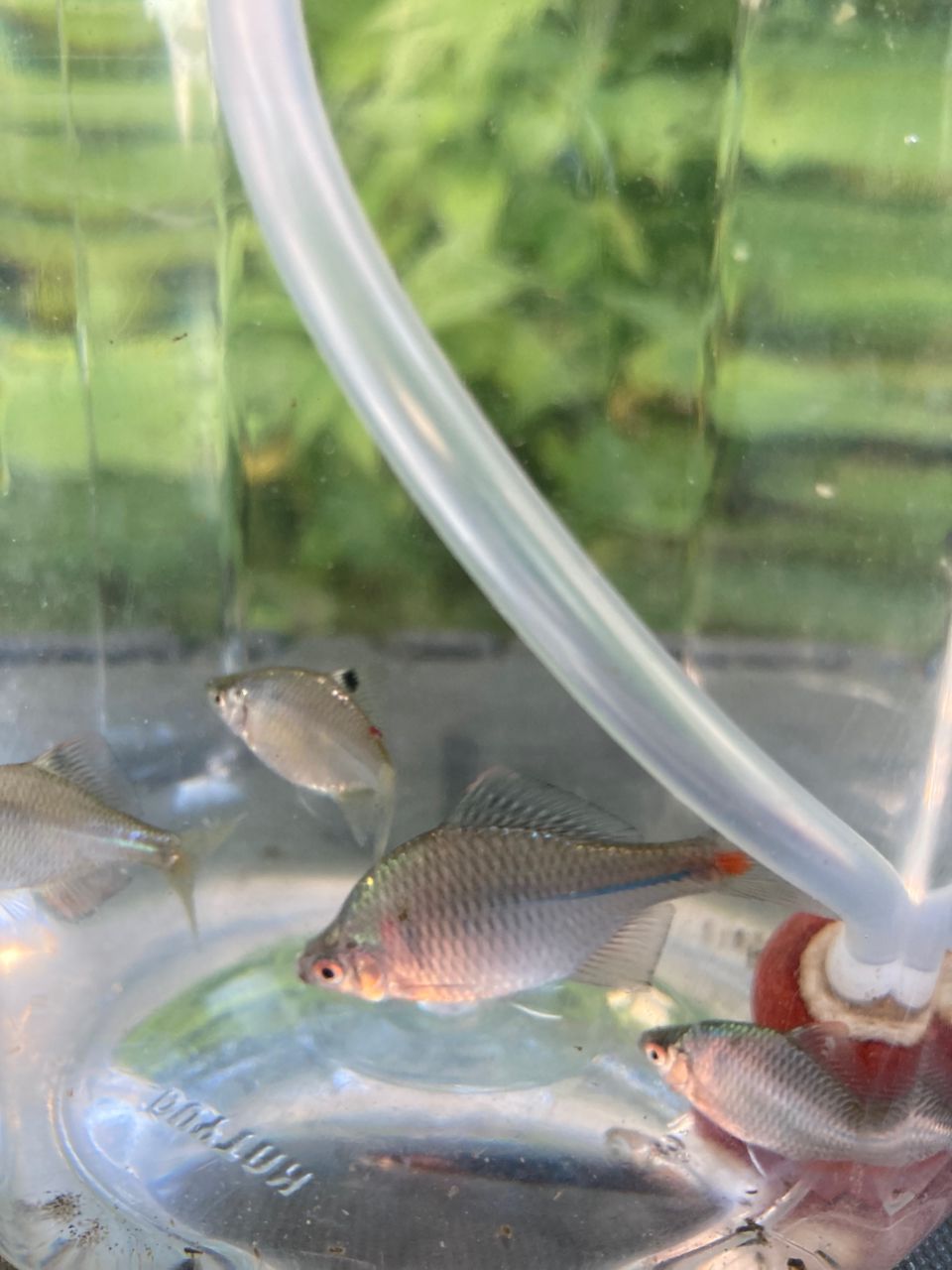 タイリクバラタナゴ