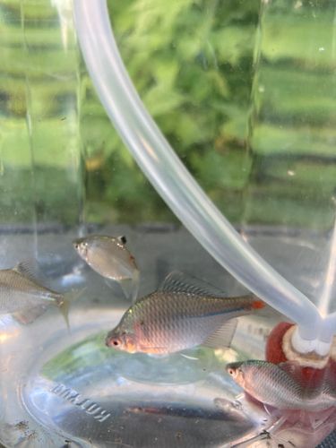 タイリクバラタナゴの釣果