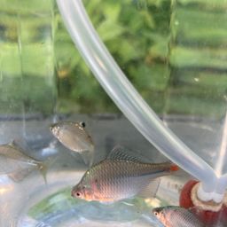 タイリクバラタナゴ