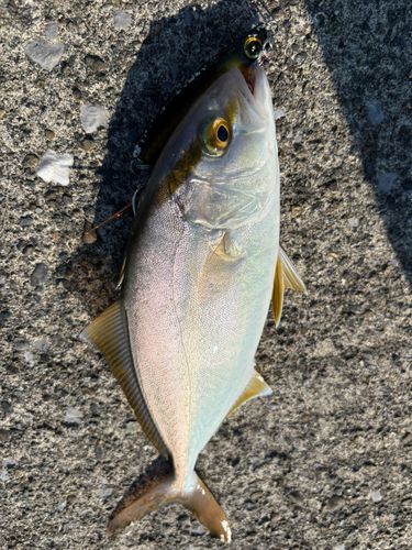 ネリゴの釣果