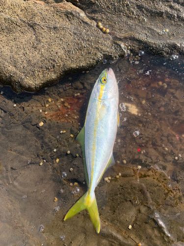 ワカシの釣果