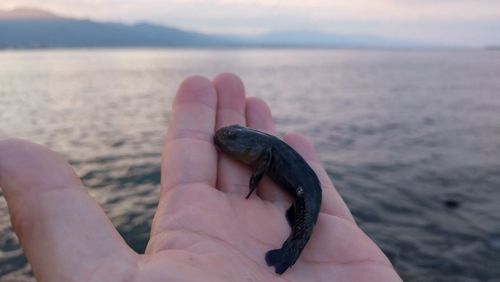 チチブの釣果