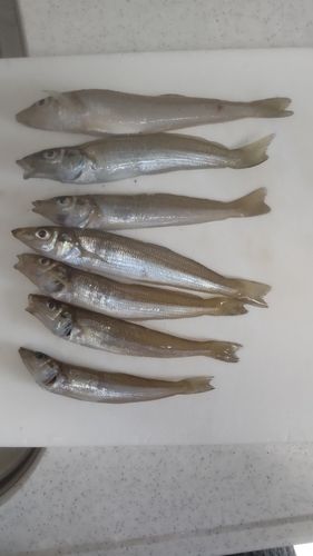 シロギスの釣果
