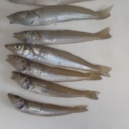 シロギス