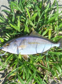 ショゴの釣果
