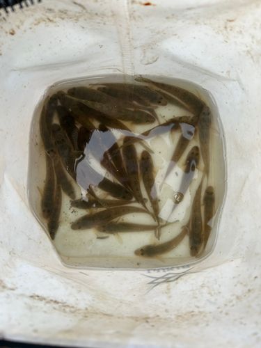ハゼの釣果