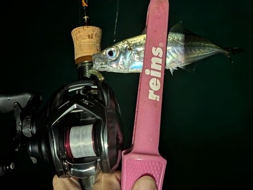 マアジの釣果