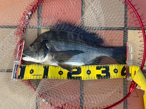 クロダイの釣果